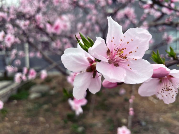 3.15+花园 +花园收费站开展“我与桃花有个约会“摄影活动 (2).jpg