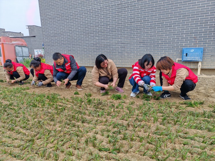 3.25+绵阳管理处+绵阳管理处党支部开展 “红色麦冬植初心 劳动实践强党性” 主题党日活动.jpg